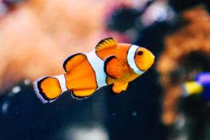 英超推迟开赛，全面解析影响与应对措施英超联赛推迟